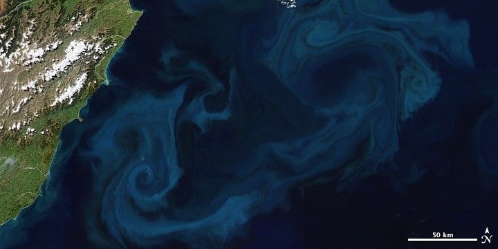Satellittbilde av planteplanktonblomstring øst for New Zealand